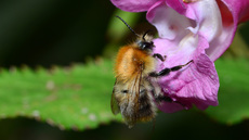 Ackerhummel (11).jpg